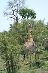 0262-Reis Zuid-Afrika2007